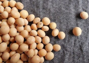 Estiagem compromete safra de soja no Paraná