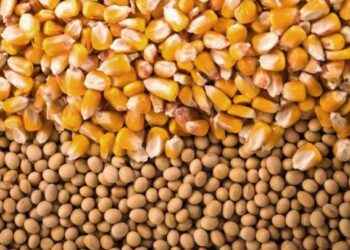 País colheu 88,3% da área de soja 2024/25 e finalizou plantio de milho de inverno