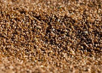 Trigo, milho e soja operam em alta na abertura da bolsa de Chicago