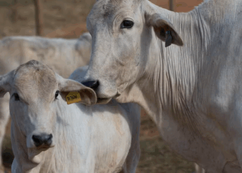 Preço do boi gordo fica estável em São Paulo