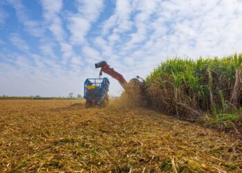 Agronegócio paulista fatura 11,6% menos com exportações entre janeiro e abril de 2025