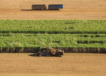Goiás bate recorde na produção de cana-de-açúcar na safra 2024/25