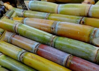 Controle biológico avança na cana-de-açúcar