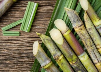 Manejo no corte de soqueira: estratégia para canaviais