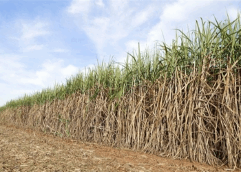 Adjuvantes agrícolas ganham destaque em eventos