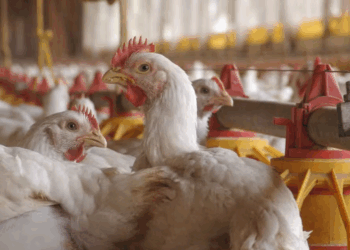 Brasil investiga mais duas suspeitas de gripe aviária em granjas comerciais