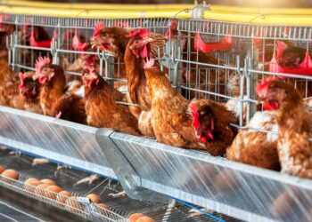 Ministério da Agricultura investiga mais um caso de gripe aviária no Rio Grande do Sul