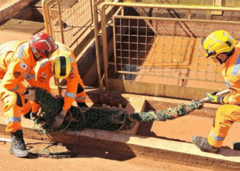 Vídeo: jacaré é capturado em tanque de água em empresa de bioenergia em MG