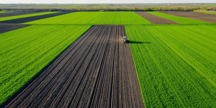 BrasilAgro diminui prejuízo para R$ 1,093 milhão no 3º trimestre de 2024/25