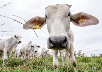 Preço do boi gordo registra queda de R$ 3 em São Paulo