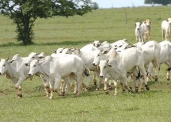 Preço do boi gordo começa a semana sem alterações na maioria das regiões