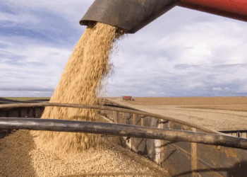 Preço da soja inicia semana em alta no Brasil