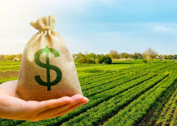 Crédito rural da safra 2024/2025 já soma R$ 330,9 bilhões, com alta de 11% em maio