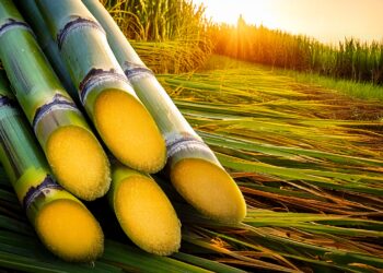 Bioenergia já é 30% de toda a matriz energética do Brasil