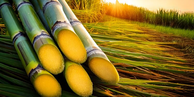 Bioenergia já é 30% de toda a matriz energética do Brasil