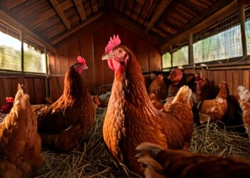 Gripe aviária: Japão suspende importações de produtos avícolas de Goiás e Mato Grosso