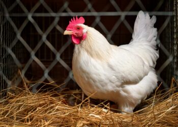 Brasil retoma status de livre da influenza aviária após foco no RS