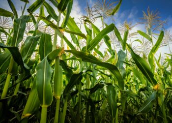 Financiamento com juro menor para práticas ’verdes’ emperra