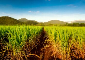 Lucro líquido da São Martinho recua 83% para R$ 105 milhões no 4º tri da safra 2024/25