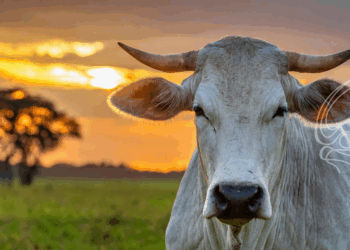 Boi: Maior interesse comprador e oferta mais restrita estabilizam preços