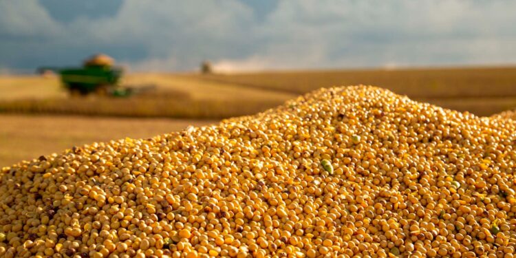 Produtores do Sul de Minas antecipam planejamento para a safra de soja 25/26