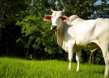 Preço do boi gordo inicia junho estável