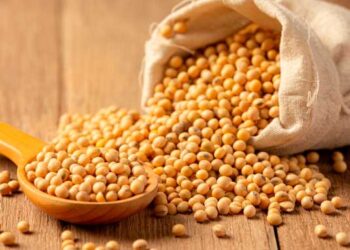 Soja/Cepea: Óleo de soja se valoriza mais de 15% no mercado externo; prêmio cai no BR