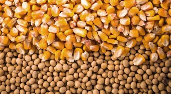 Soja e milho encerram em baixa na CBOT nesta 2ª feira