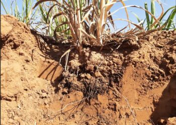 Compactação do solo ameaça produtividade da cana-de-açúcar, saiba mais