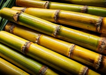 SCA Brasil projeta moagem de cana 5,4% menor no Centro-Sul em 2025/26