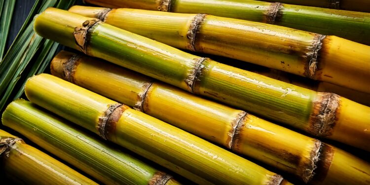 SCA Brasil projeta moagem de cana 5,4% menor no Centro-Sul em 2025/26