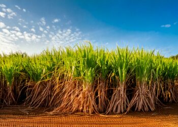 Centro-Sul deve moer 598,8 mi t de cana na safra 2025/26, queda de 3,7%, avalia StoneX