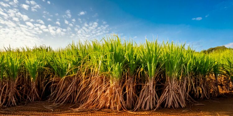 Centro-Sul deve moer 598,8 mi t de cana na safra 2025/26, queda de 3,7%, avalia StoneX