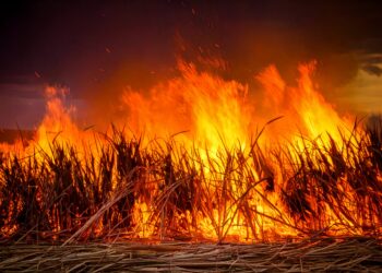 SP proíbe queima da palha de cana quando umidade estiver menor que 20%