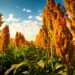 Produção de sorgo cresce 39% na Bahia e se fortalece como alternativa para o setor de biocombustíveis