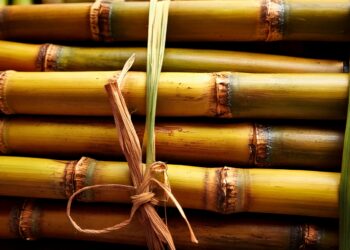 IA revoluciona o monitoramento de pragas na cana-de-açúcar