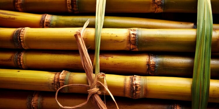 IA revoluciona o monitoramento de pragas na cana-de-açúcar