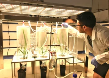 Pesquisa sugere “vacina natural” contra pragas na cana-de-açúcar e reforça controle biológico com fungos