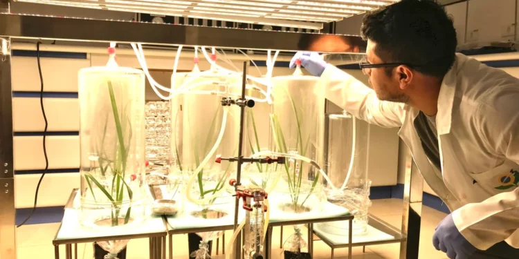 Pesquisa sugere “vacina natural” contra pragas na cana-de-açúcar e reforça controle biológico com fungos