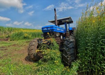 Crotalária: risco silencioso que ameaça a pecuária, o comércio de grãos e a imagem da agricultura brasileira