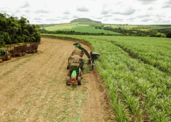 Unica: Moagem no Centro-Sul atinge 43 milhões de toneladas na 2ª quinzena de junho
