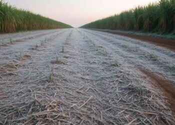 Geadas severas castigam canaviais no Centro-Sul do Brasil; produtores adotam medidas emergenciais para minimizar impactos