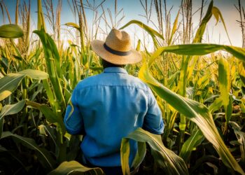 Futuro do agro no Nordeste passa pelos biocombustíveis, com foco no etanol de milho