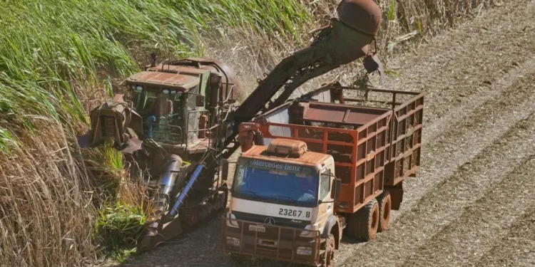 O que Raízen quer com a venda de usinas de cana-de-açúcar