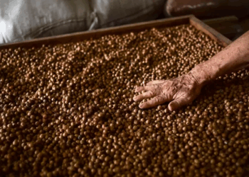 Caroço do açaí vira de utensílios domésticos a biocombustíveis