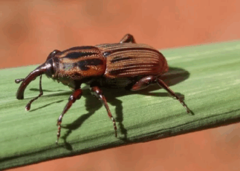 Sphenophorus levis avança em canaviais do Centro-Sul e impactos na produtividade preocupam