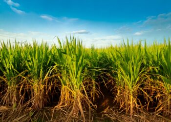 Moagem de cana no Centro-Sul cresce 10,68% na segunda quinzena de agosto, mas recua no acumulado