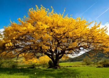 Primavera deve trazer condição favorável para energia e agricultura, diz Nottus