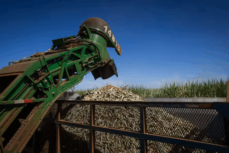 Usinas citadas em ação contra o PCC processam 12,7 milhões de toneladas ...