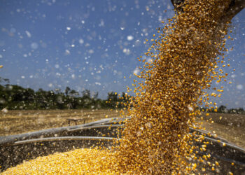 Interesse da Petrobras consolida etanol de milho frente ao de cana